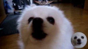 Собака поет (лает) музыку Brawl Stars | Собака исполняет музыку из Brawl Stars