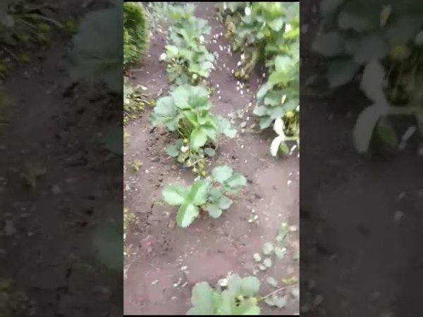Внесение мульчи целлюлозной на клубнику