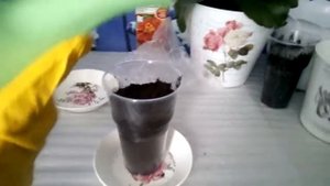 Второй способ посадки Бархатцев Кармен. 1