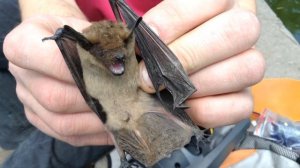 Летучая Мышка