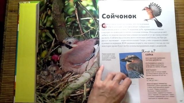 Энциклопедия животных для детей 
