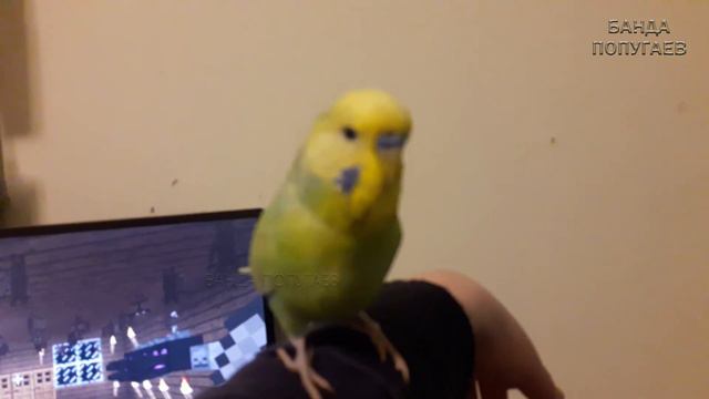 🎤 Учим попугая по имени Тео говорить, видеоурок 1: "Тео хорошая птичка" смотреть онлайн