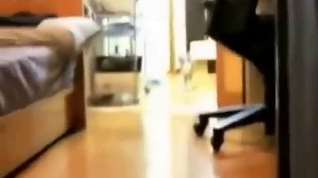 Кот играет на фортепиано смотреть онлайн