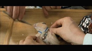 Награждается Божий хомяк Растропович! [Generation П]