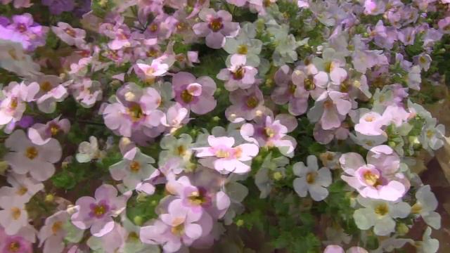 Green Fuse Botanicals 2012-2013 Intros смотреть онлайн