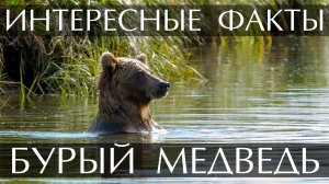 Бурый медведь. Интересные факты