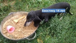 почему собака ест песок