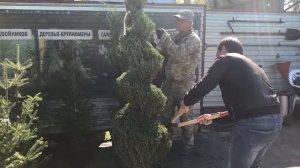 Стрижка можжевельника спираль от Sadovnikhelp.ru +79164661723