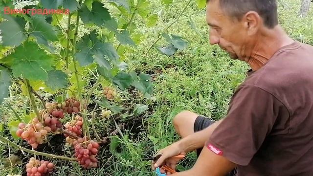 Виноград Роза Красная 2022г смотреть онлайн