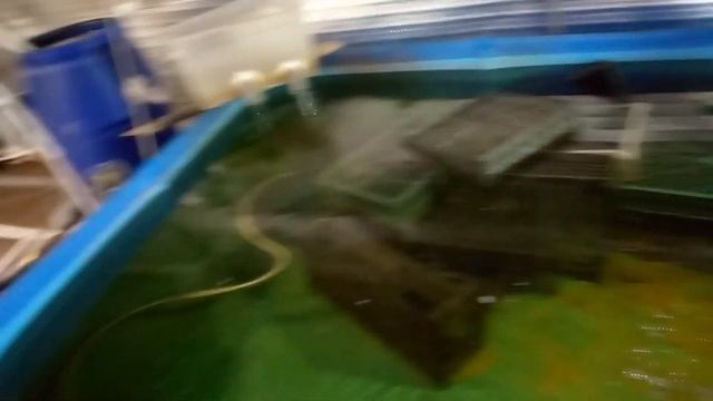 Плотность посадки креветки розенберга смотреть онлайн