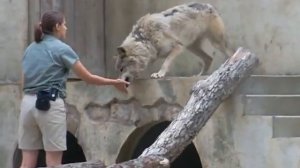 Grey Wolf at Busch Gardens Williamsburg, Virginia!~