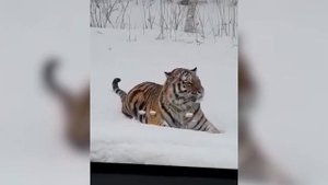 Первая встреча с людьми: молодой тигр долго разглядывал автомобилистов в Приморье