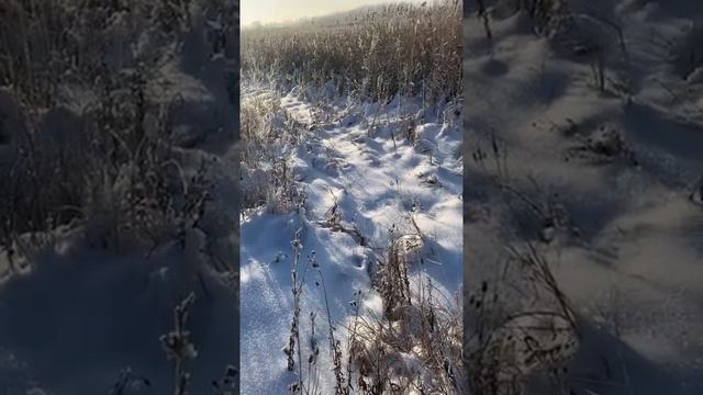 Михайловская Виктория Витальевна, 10 лет, С. А. Есенин 'Отговорила роща золотая...' смотреть онлайн