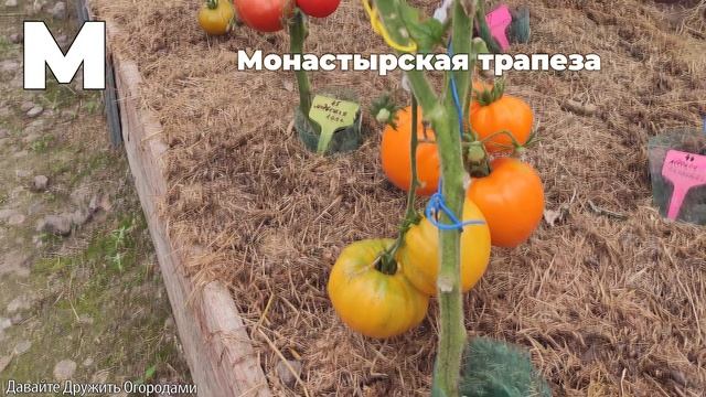 Томаты на букву М. ПОЛНЫЙ ОБЗОР. ОТ А ДО Я