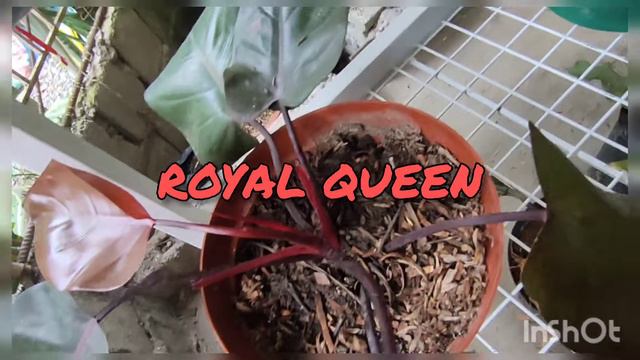 Plant collection ALOCASIA/PHILODENDRON/MONSTERA AND MORE смотреть онлайн