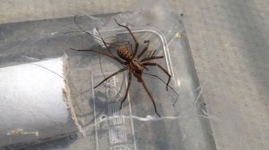 Самые Огромные Пауки в Мире