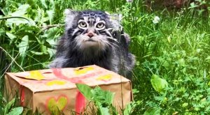 Символу Московского зоопарка манулу Тимофею исполнилось 4 года