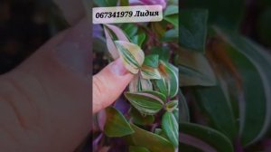 Мои традесканции, разные сорта