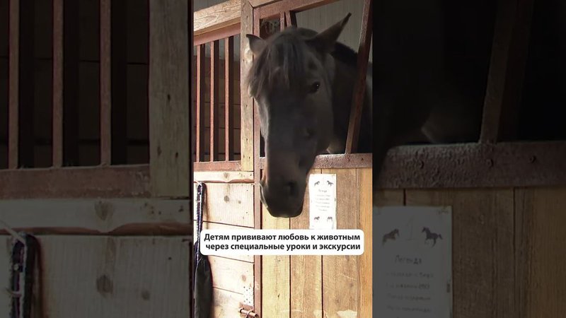 Воспитанники центра "Алый парус" посетили конноспортивный клуб "Анива"