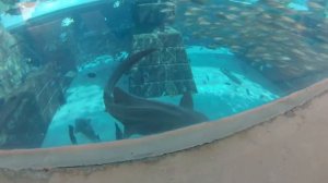 Большой и красивый аквариум Lost Chambers (Затерянный мир) ОАЭ Аквапарк Атлантис в Дубаи GoPro