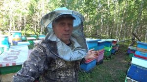 СКОЛЬКО МЁДА ПРИНЕСЛИ ПЧЁЛЫ БАКФАСТ НА ПЕРВОМ ТОЧКЕ.