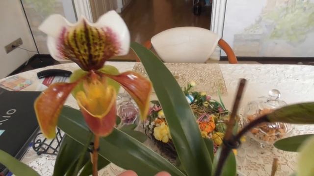 Коллекция моих  башмачков.Paphiopedilum-как ухаживать за орхидеей.