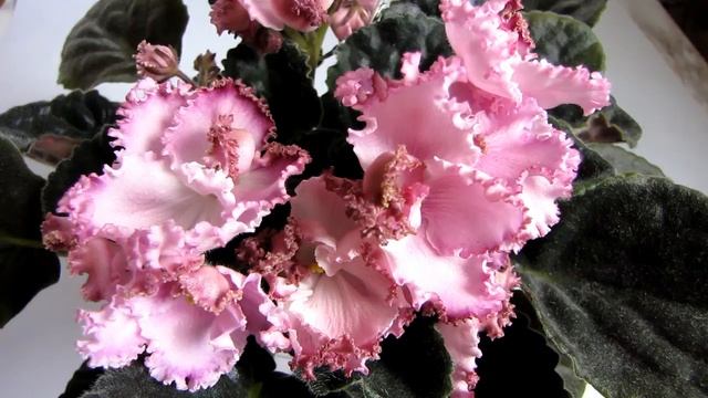 ЛЕ Стефания Люкс Е Лебецкая Видео обзор сорта фиалки смотреть онлайн