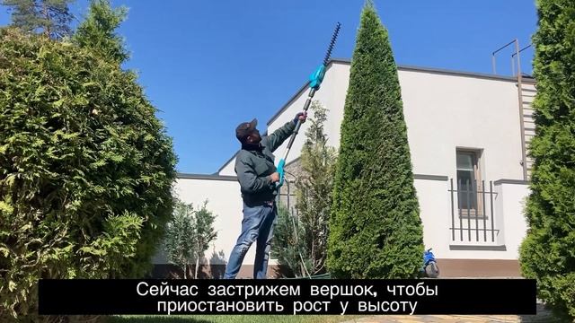 Как постричь ровно и красиво растения, топиарий туи смарагд, геометрическая форма - конус.1 Урок