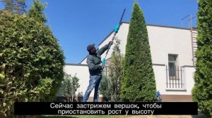 Как постричь ровно и красиво растения, топиарий туи смарагд, геометрическая форма - конус.1 Урок