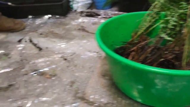 Пошаговая пересадка папоротника.