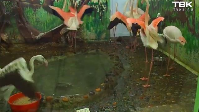 Мотыгинских фламинго подселили к сородичам смотреть онлайн