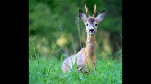 топ 5 самых милых животных на земле