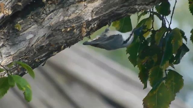 Поползень прячет семечки на зиму. Конец августа. смотреть онлайн