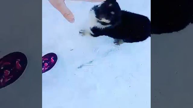 Прогулка с моим щенком!!Рычильдой смотреть онлайн