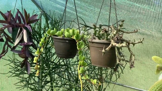 Mi invernadero смотреть онлайн