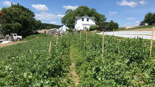Picking Peas with a Farm Kid смотреть онлайн