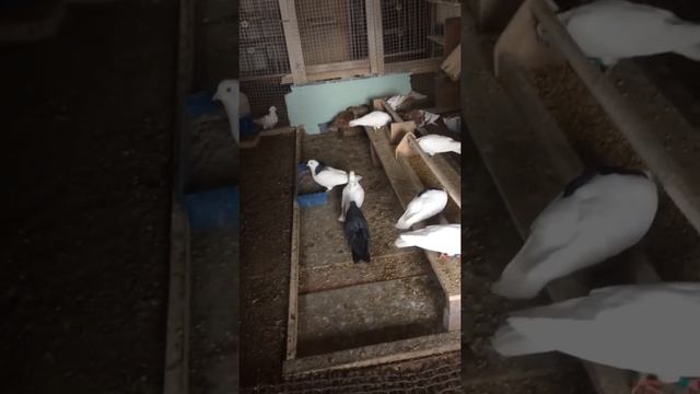 Голуби пермские свердловские высоколетные