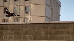 БИШКЕК 2023 | ПУТЕШЕСТВИЕ ПО ГОРАМ КЫРГЫЗСТАНА | АУТЛЕТ ZARA В БИШКЕКЕ | АЛА-АРЧА