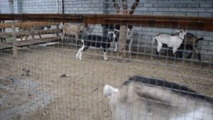 От чего зависит плотность молока?