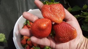 Сорт клубники Джоли