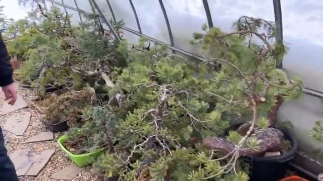 Ранняя весна в саду бонсай смотреть онлайн