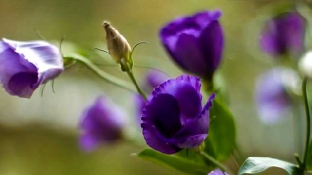 Цветы колокольчики (Campanula). Колокольчики виды