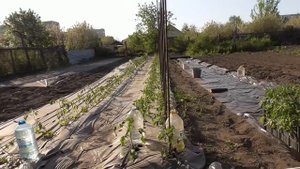 У нас в Сибири +32 в тени! Аномальная жара началась в мае! А нужно высаживать томаты! Обзор 18 мая.