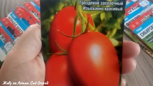 Гроздевой Мегаурожайный ТОМАТ/ я его нашла!