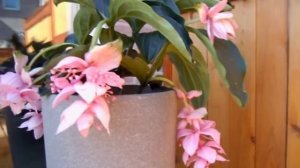 Medinilla Magnifica