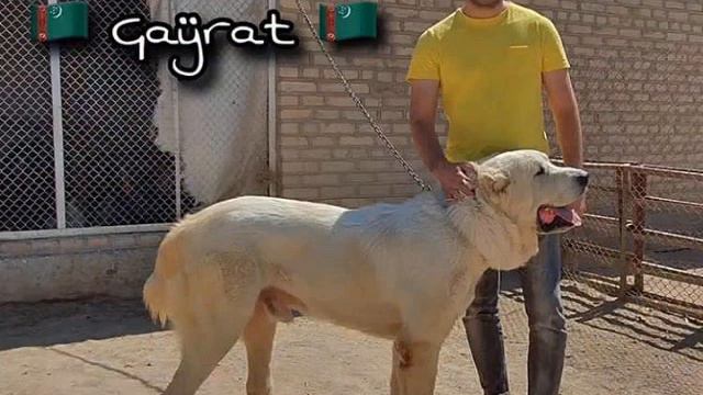 Вот таким должен быть Туркменский Волкодав и никаким иначе Central Asian Work Champions Dogs Alabai смотреть онлайн