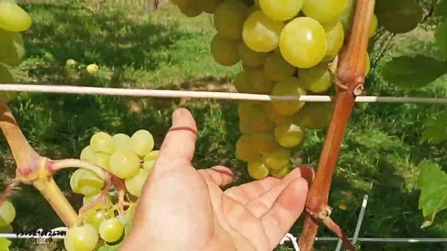 Обзор виноградника Шило Сергея. Часть 1