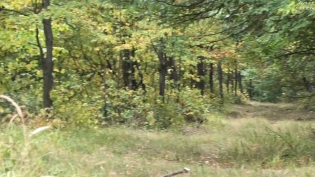 Олени в сентябре активизировались, начался гон || Red deer in September
