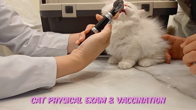 #Забавные_животные_😂_#видео_эпизод_2