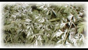 Болезни моркови и борьба с вредителями